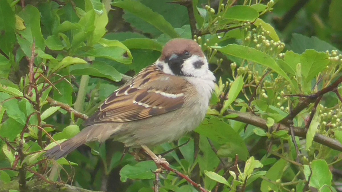 Eurasian Tree Sparrow - ML619407213