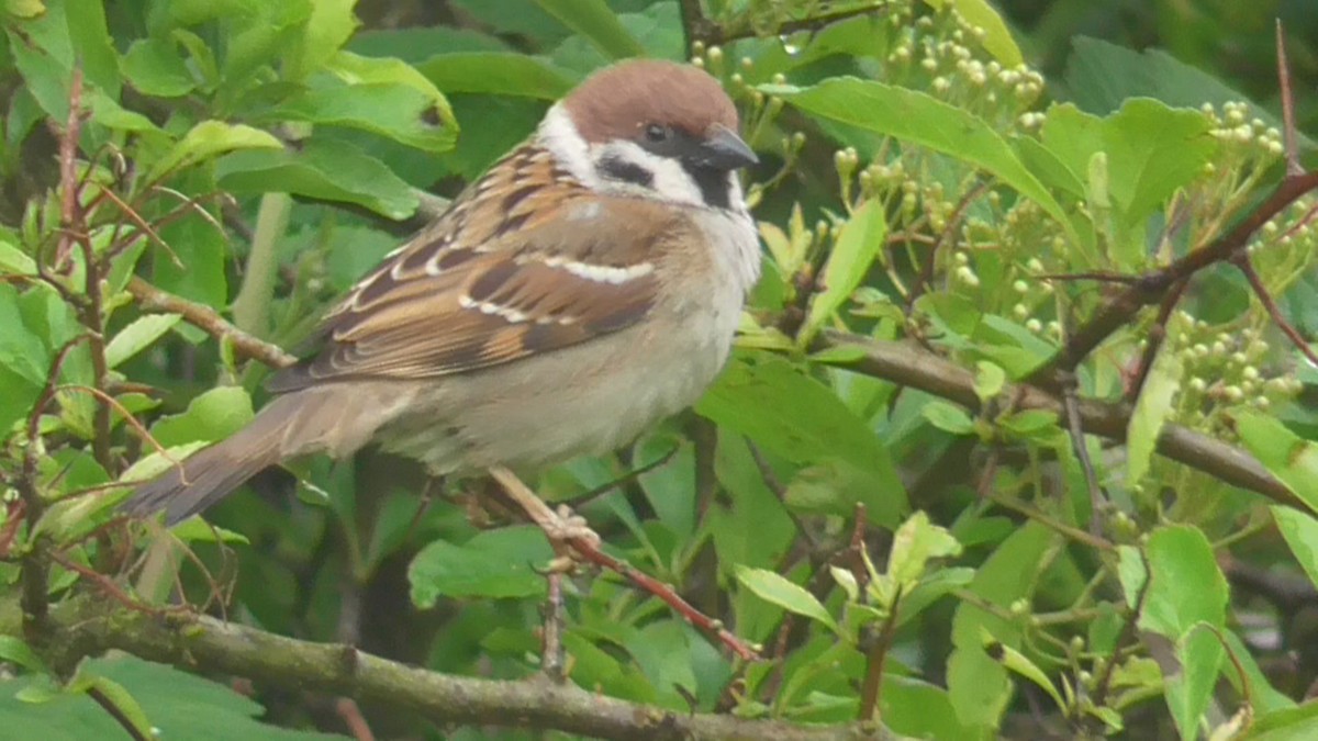 Eurasian Tree Sparrow - ML619407231