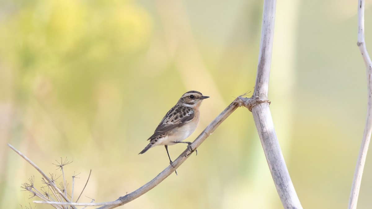 Whinchat - ML619407247