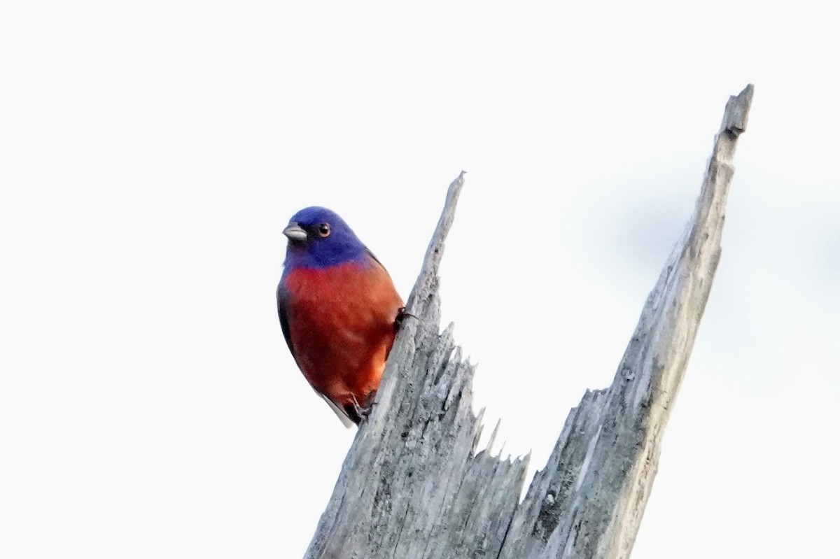 Painted Bunting - ML619407254