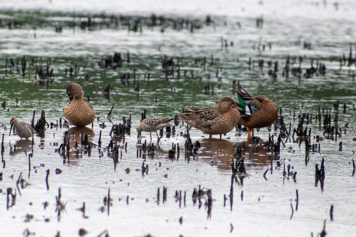 Blue-winged Teal - ML619407292
