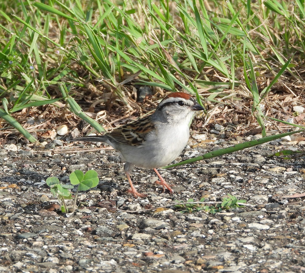Chipping Sparrow - ML619407331