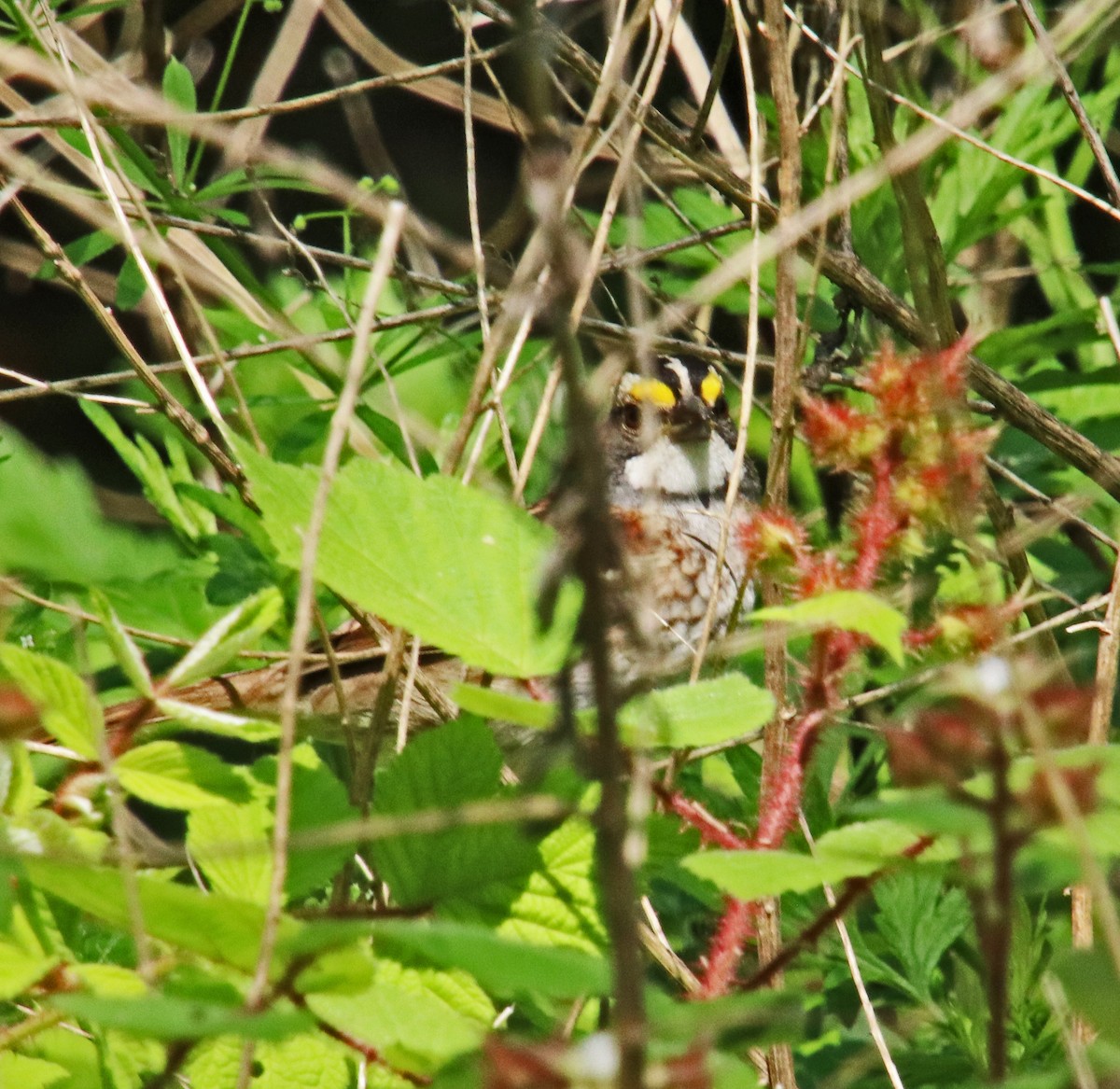 White-throated Sparrow - ML619407393