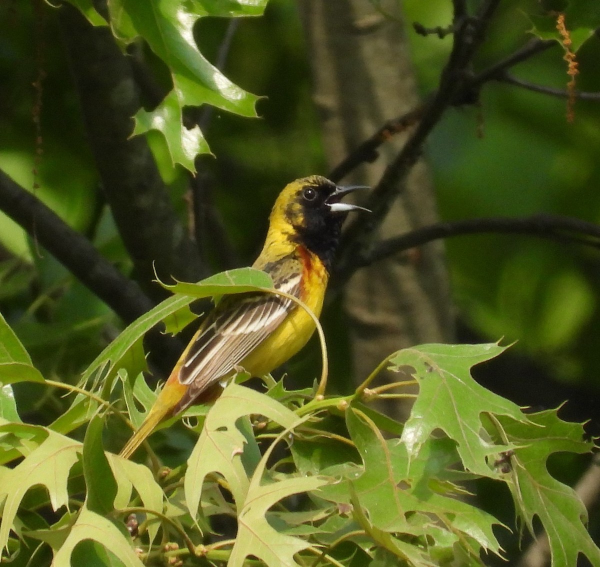Orchard Oriole - ML619407395