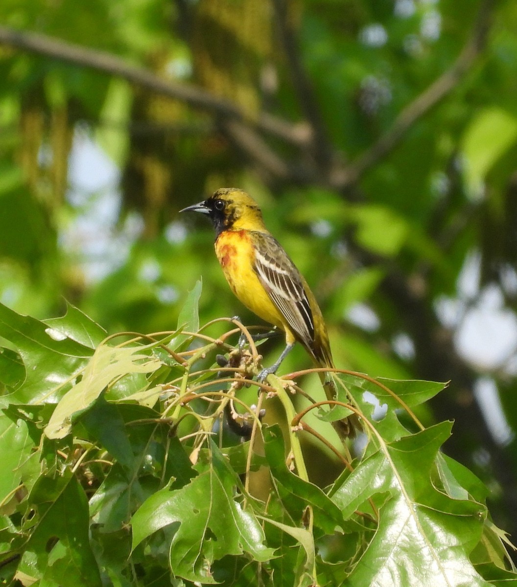 Orchard Oriole - ML619407400