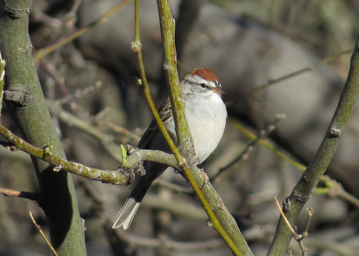 Chipping Sparrow - ML619407407