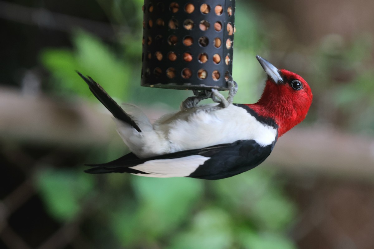 Red-headed Woodpecker - ML619407409