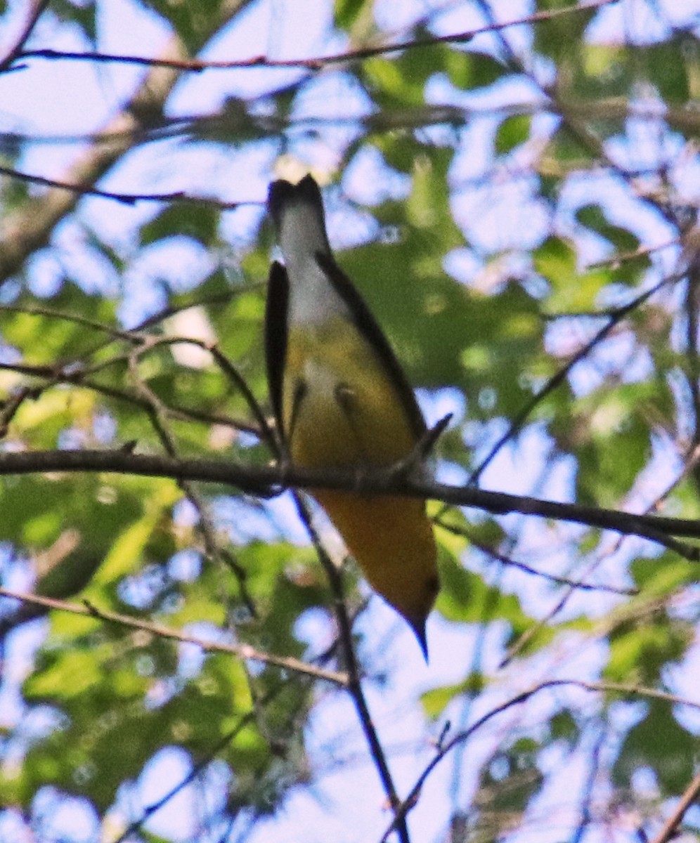 Prothonotary Warbler - ML619407413