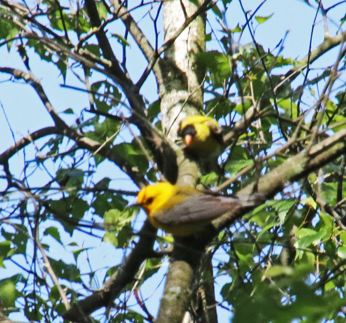 Prothonotary Warbler - ML619407414