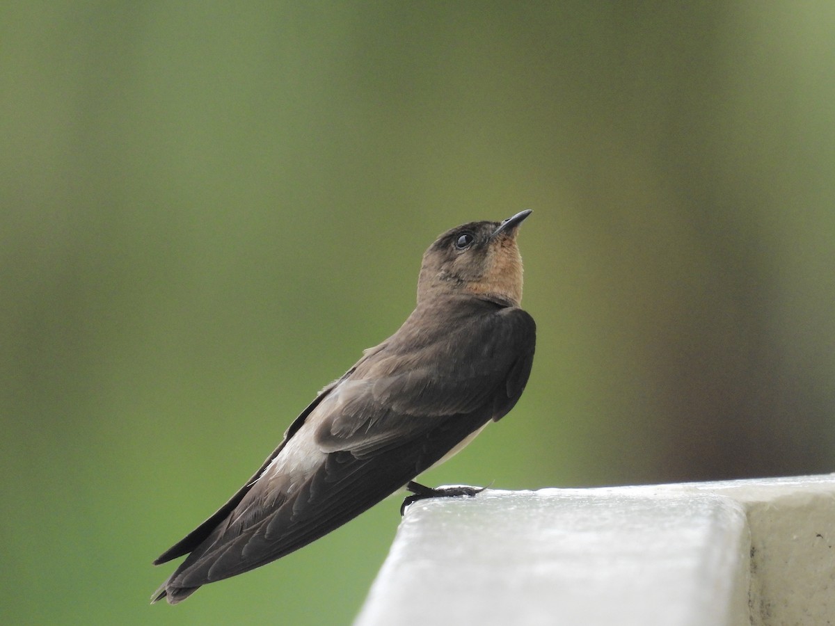 Southern Rough-winged Swallow - ML619407415
