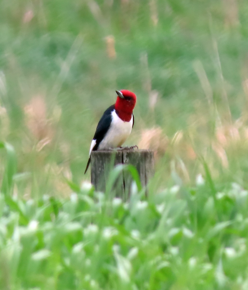 Red-headed Woodpecker - ML619407441