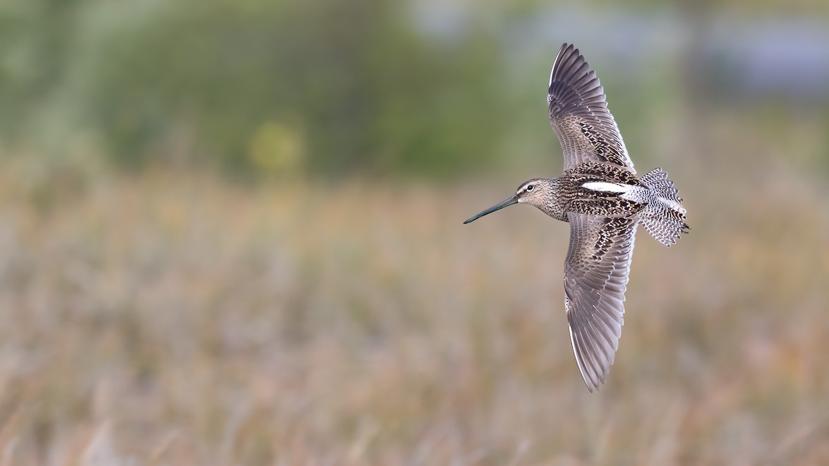 Long-billed Dowitcher - ML619407485