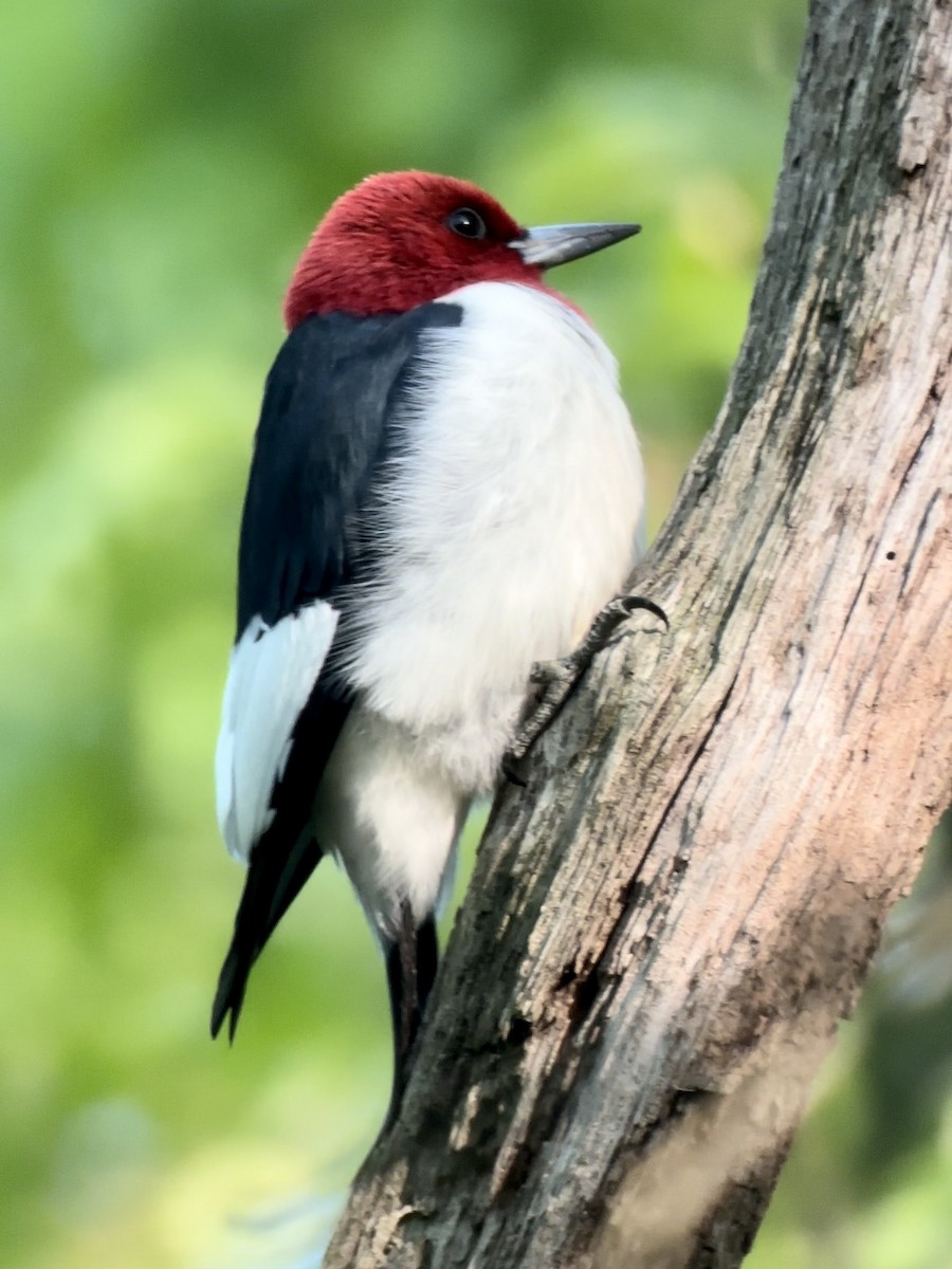Red-headed Woodpecker - ML619407488
