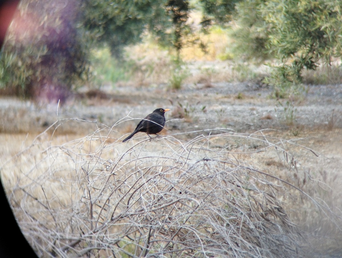 Eurasian Blackbird - ML619407499