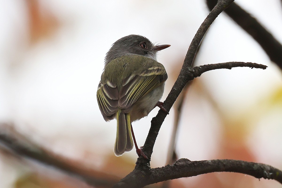 Pearly-vented Tody-Tyrant - ML619407507