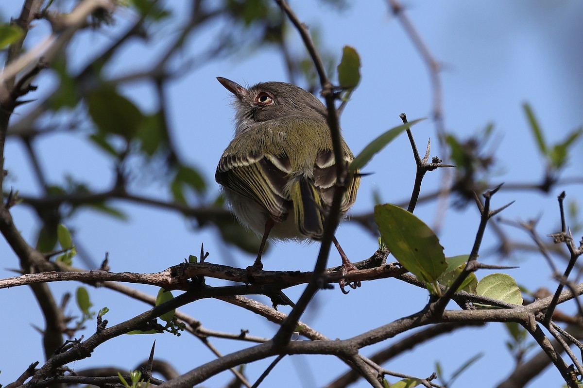 Pearly-vented Tody-Tyrant - ML619407524