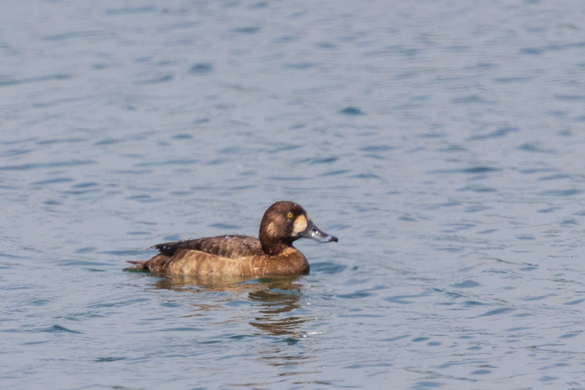 Greater Scaup - ML619407547