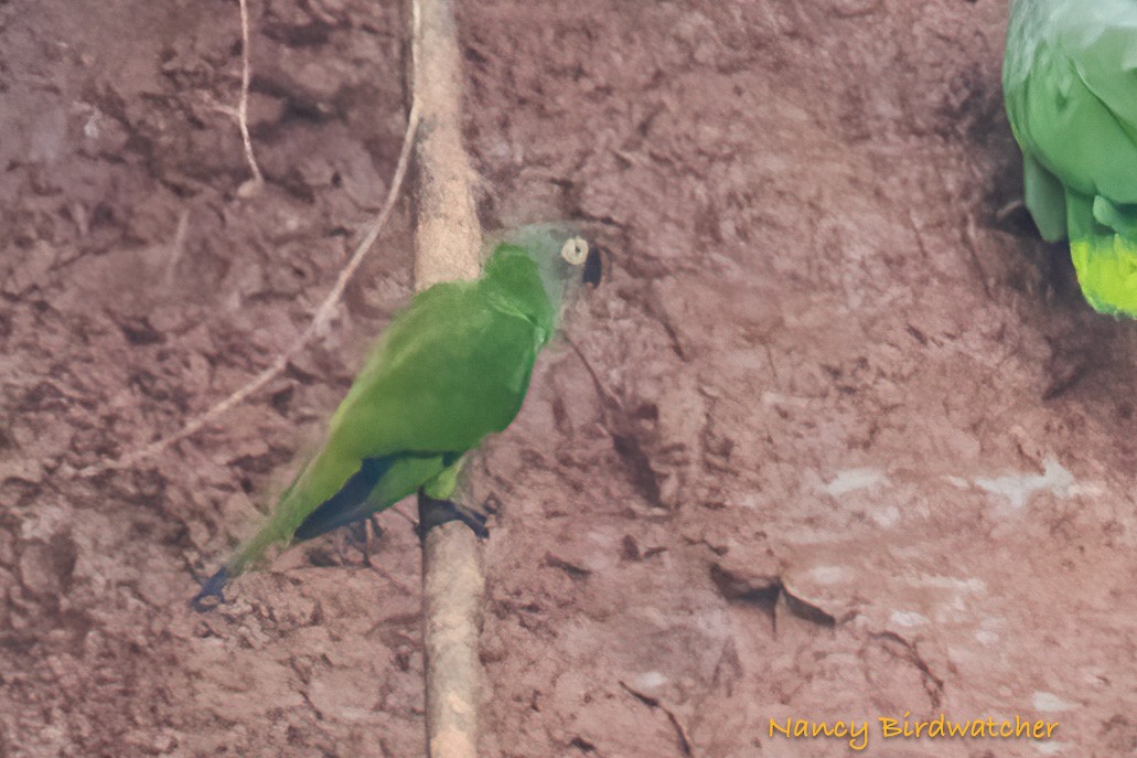 Dusky-headed Parakeet - ML619407552