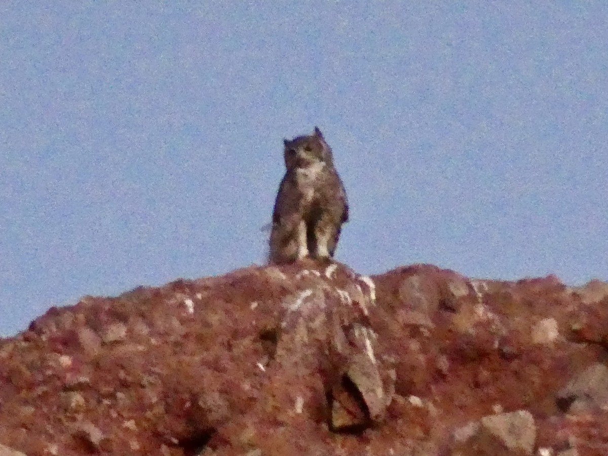 Great Horned Owl - ML619407559