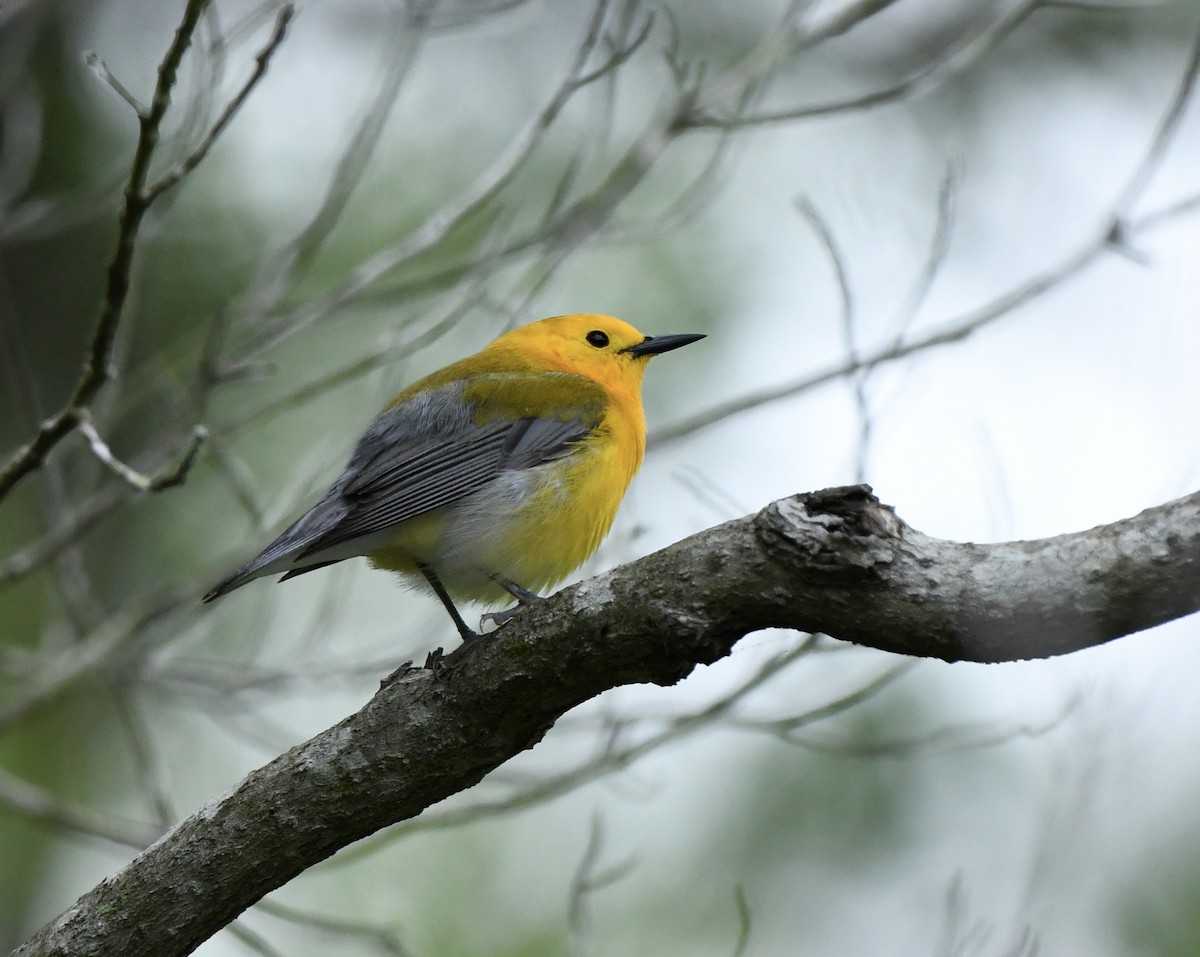 Prothonotary Warbler - ML619407576