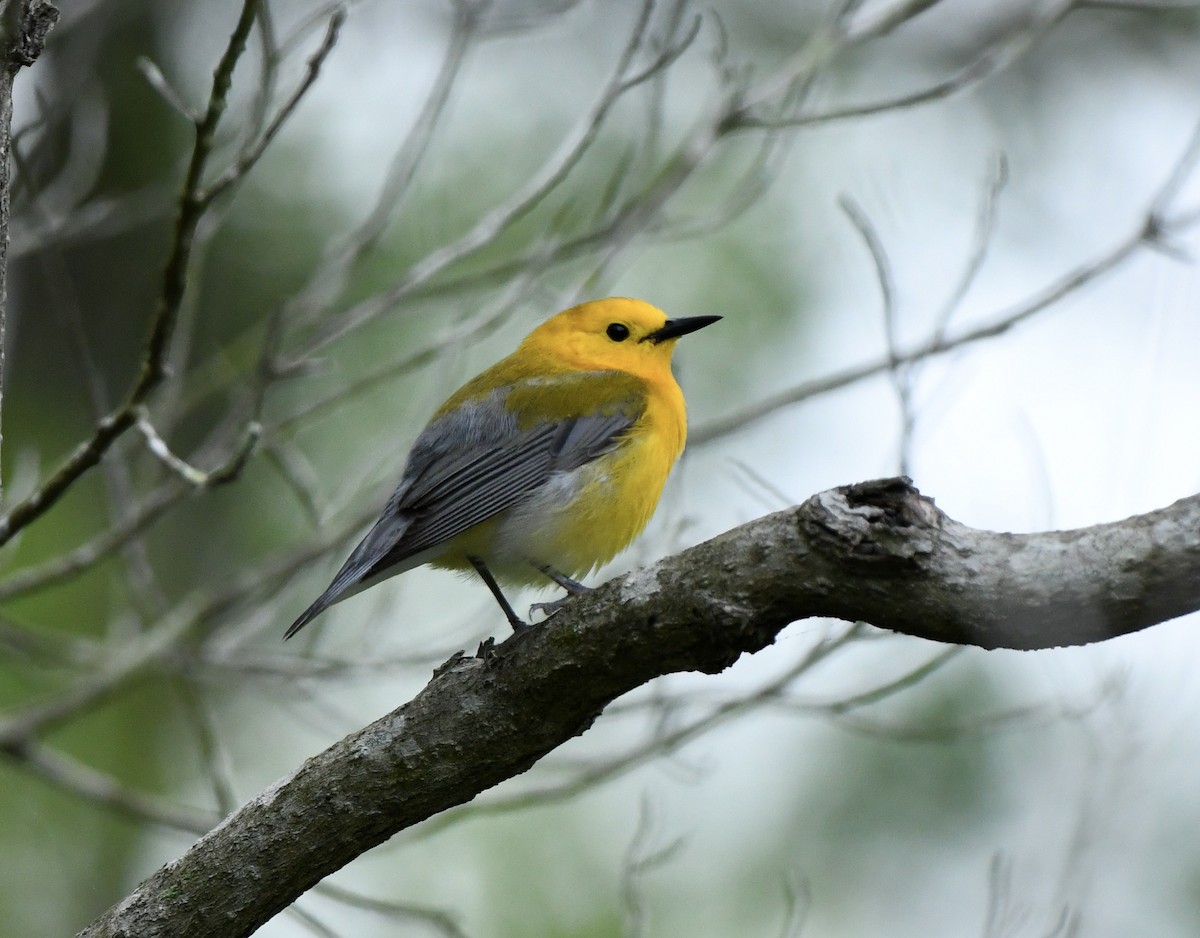 Prothonotary Warbler - ML619407580