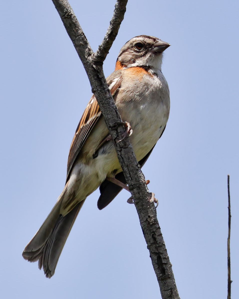 Rufous-collared Sparrow - ML619407653