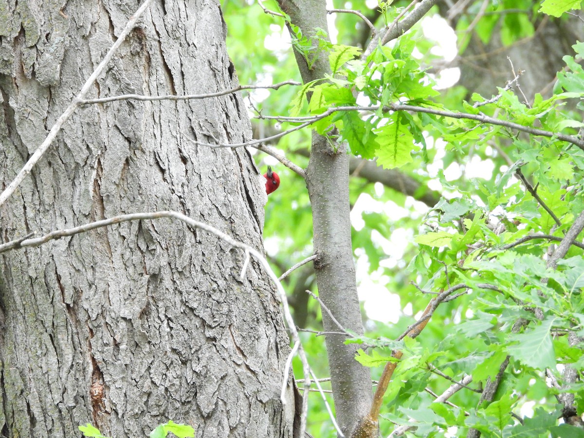 Red-headed Woodpecker - ML619407677