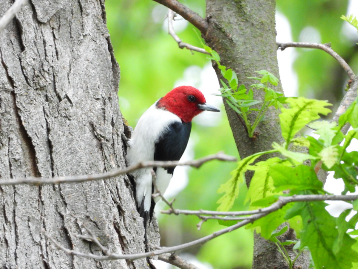 Red-headed Woodpecker - ML619407685