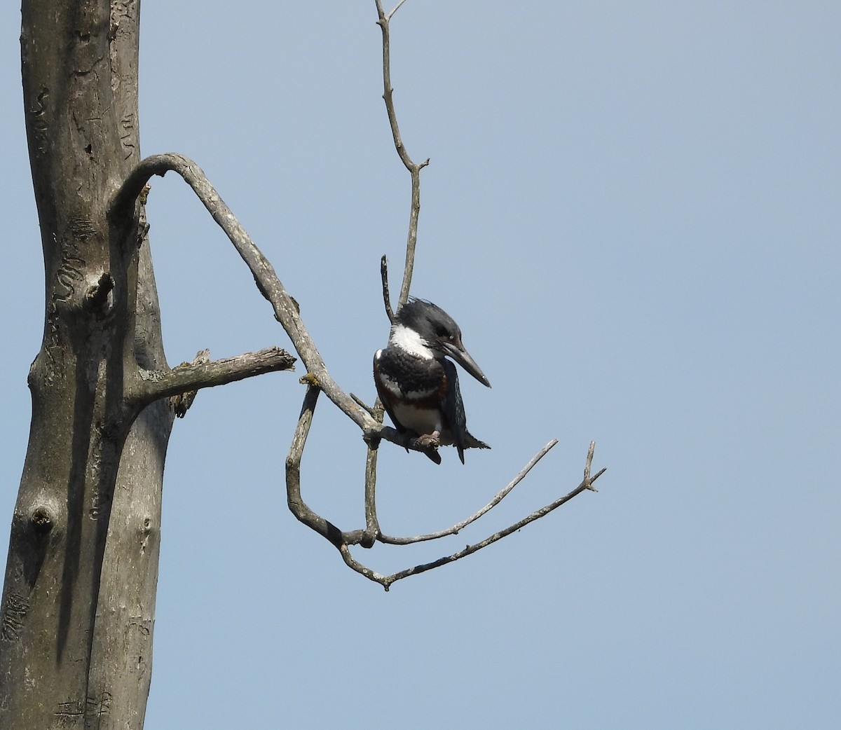 Belted Kingfisher - ML619407729