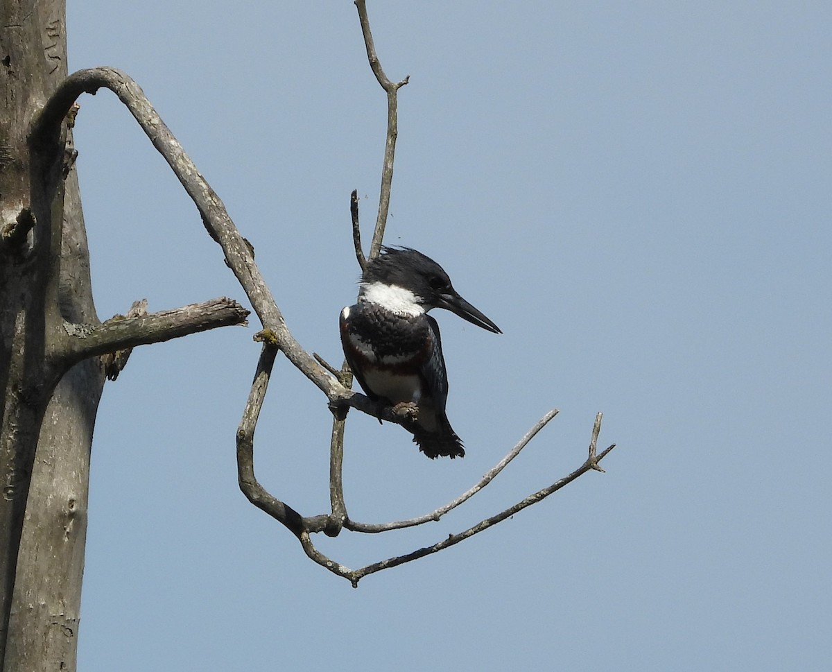 Belted Kingfisher - ML619407736