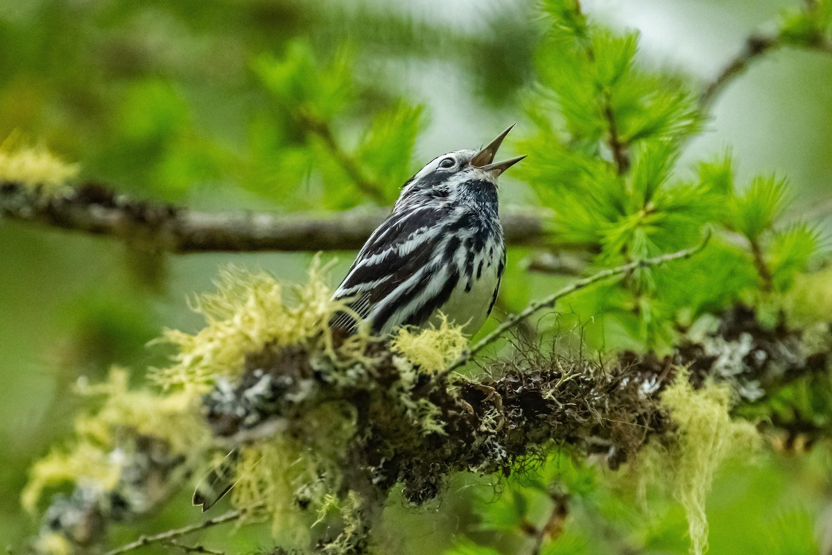 Black-and-white Warbler - ML619407739