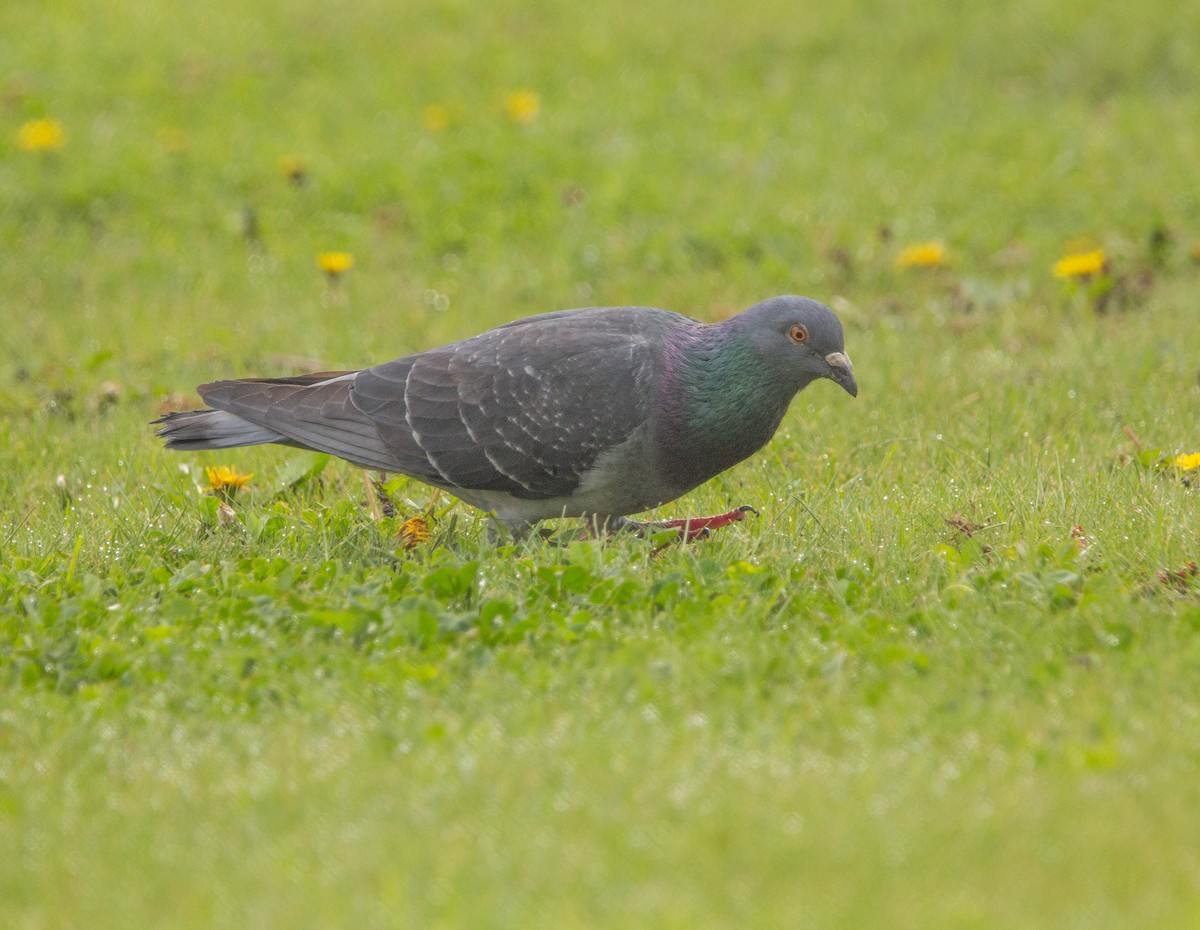 Rock Pigeon (Feral Pigeon) - ML619407748