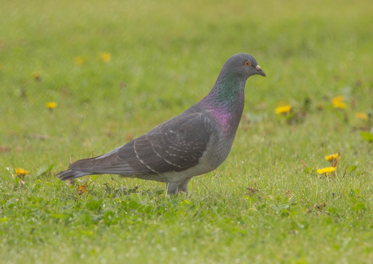 Rock Pigeon (Feral Pigeon) - ML619407749