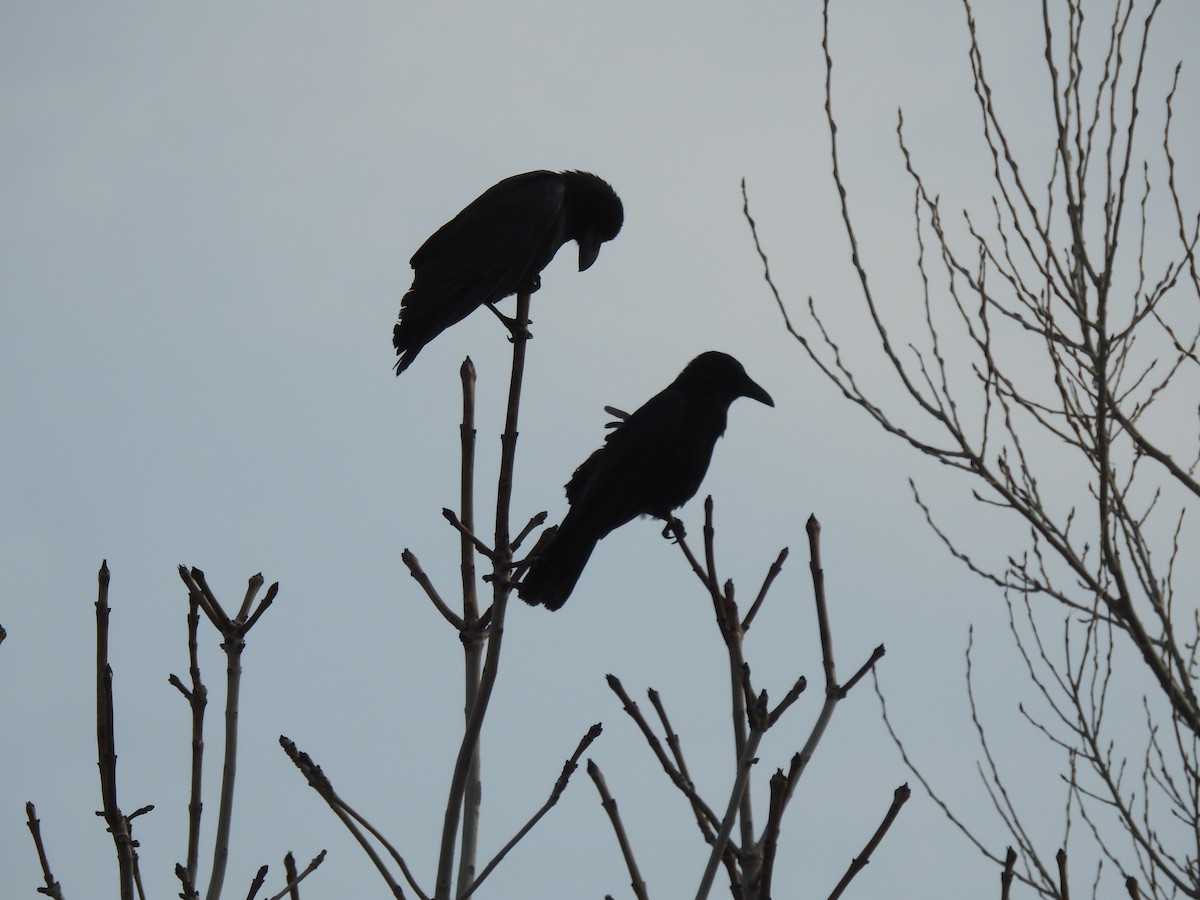 Large-billed Crow - ML619407818