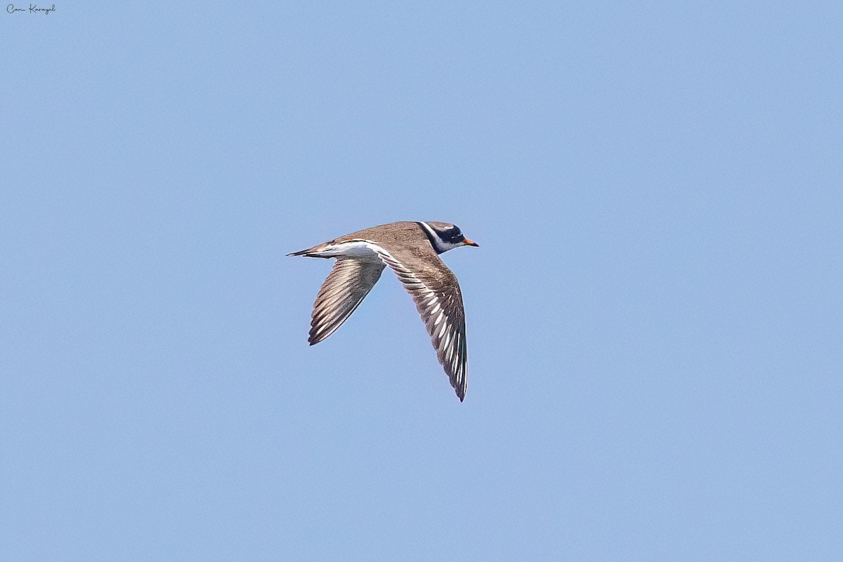 Common Ringed Plover - ML619407821