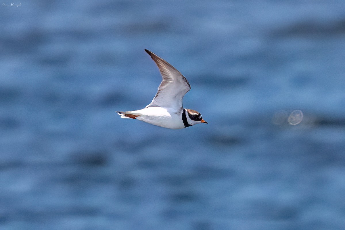 Common Ringed Plover - ML619407822