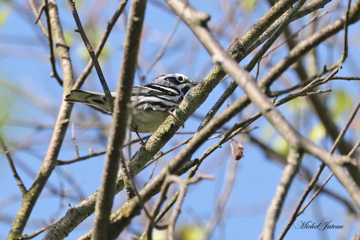 Black-and-white Warbler - ML619407842