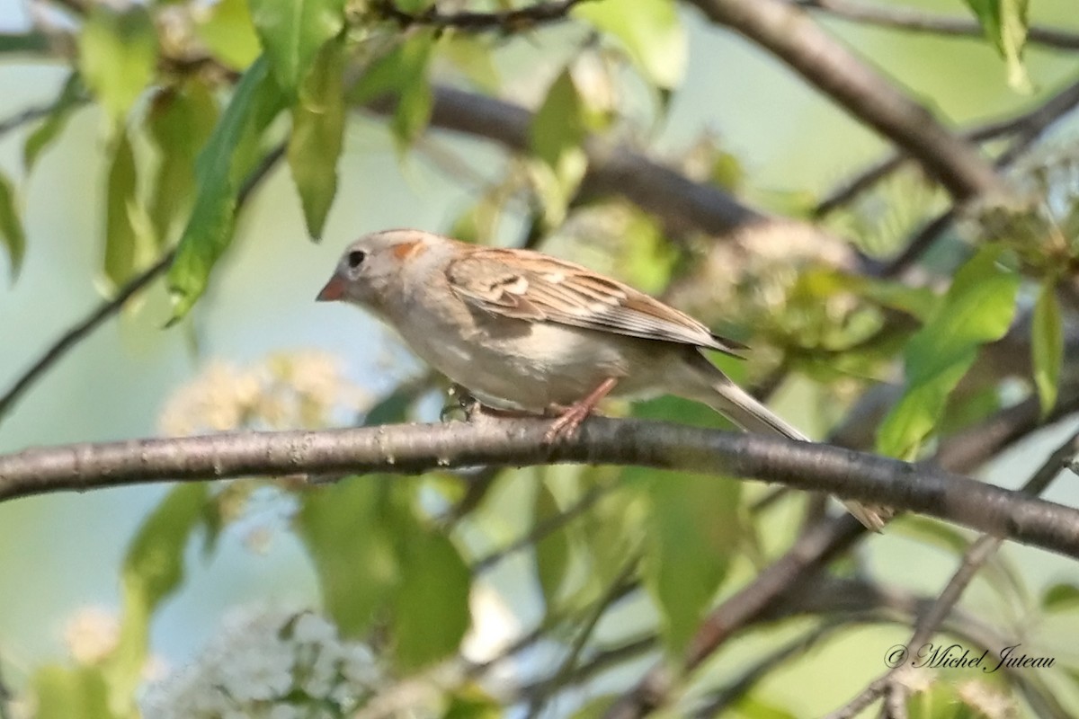 Field Sparrow - ML619407850