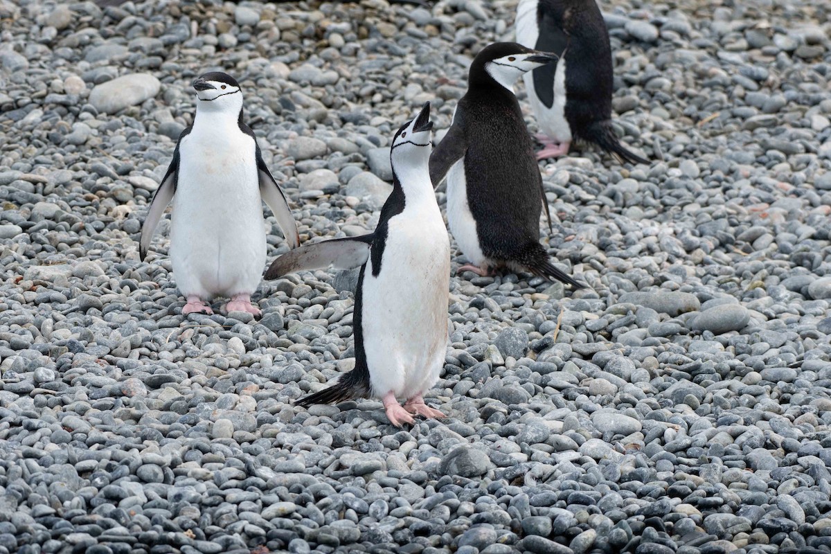 Пінгвін антарктичний - ML619407992