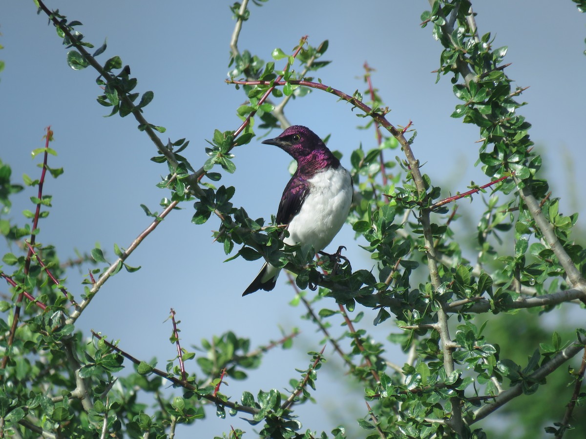 Violet-backed Starling - ML619408012