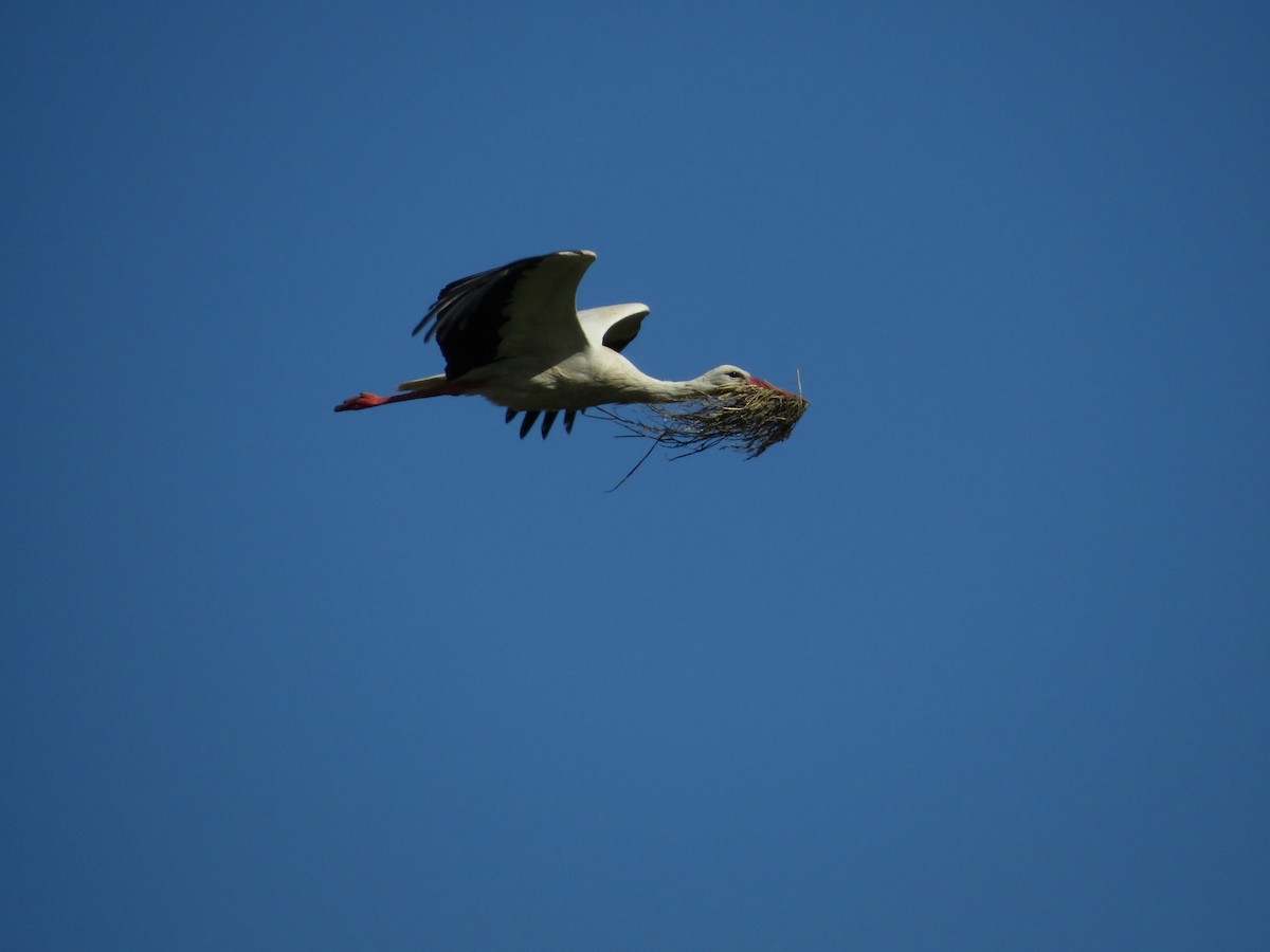 White Stork - ML619408033