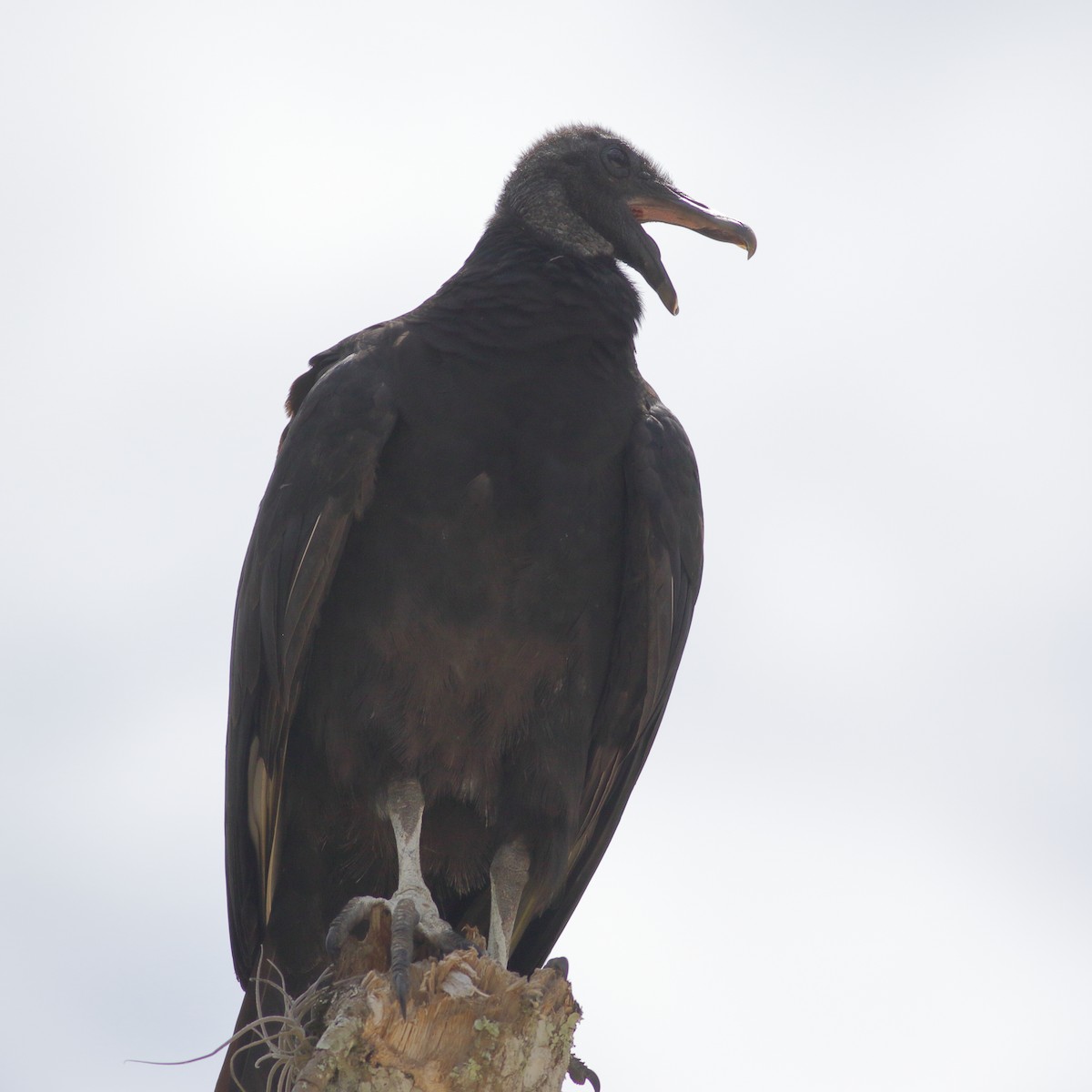 Black Vulture - ML619408095
