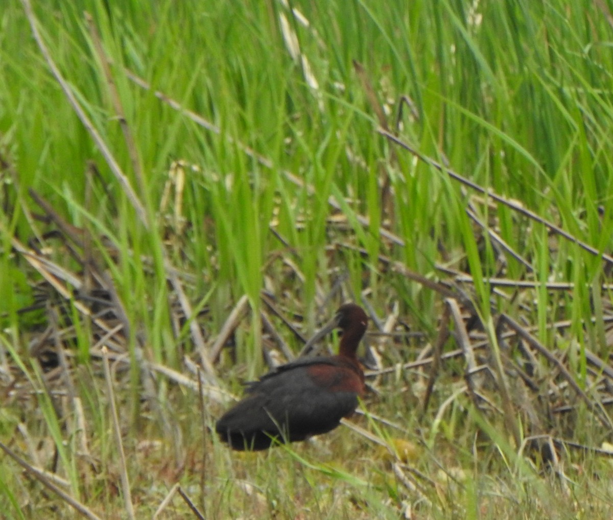 ibis hnědý - ML619408163