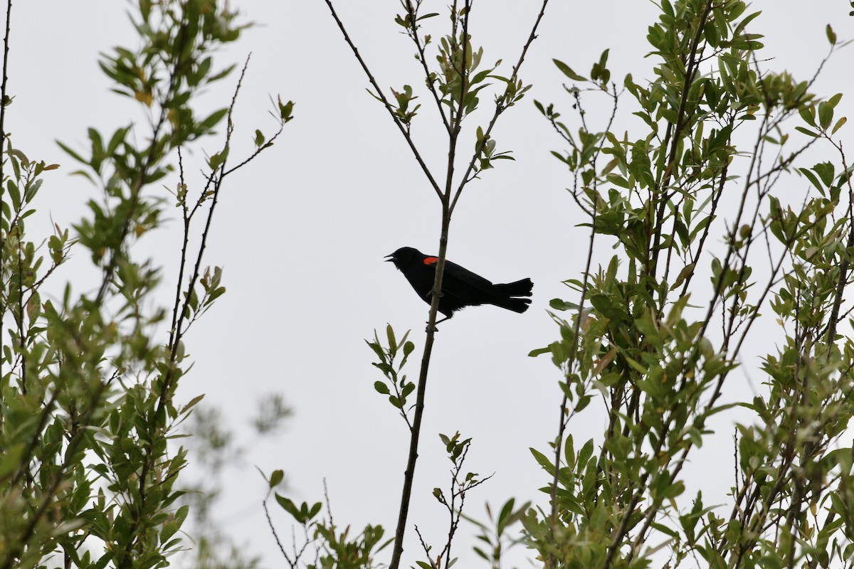 Red-winged Blackbird (California Bicolored) - ML619408173