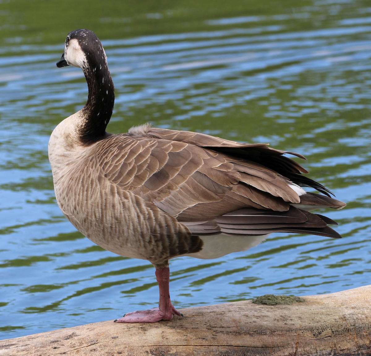 Greater White-fronted x Canada Goose (hybrid) - ML619408175