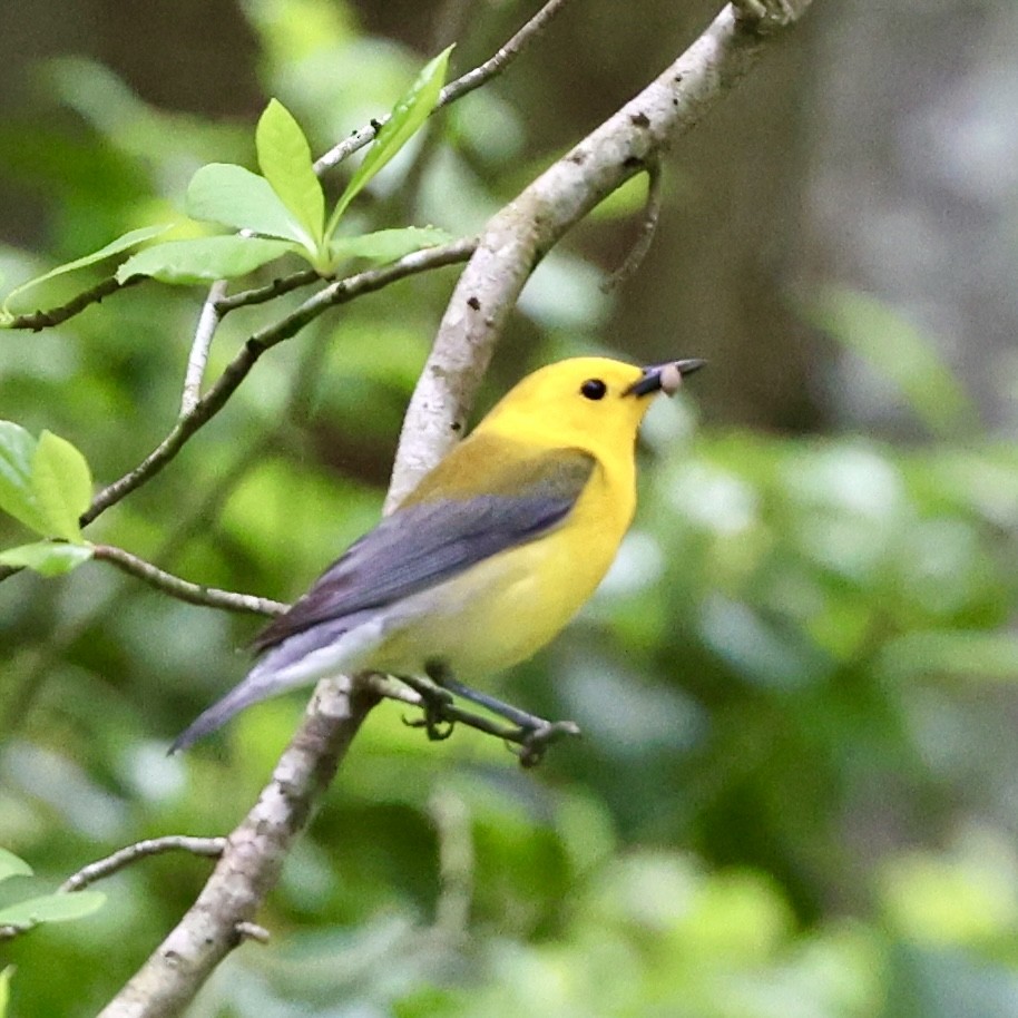 Prothonotary Warbler - ML619408224