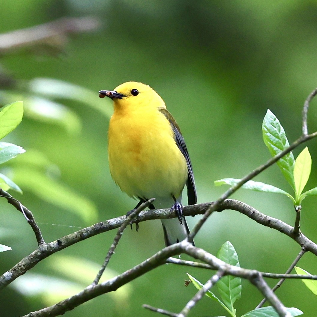 Prothonotary Warbler - ML619408228
