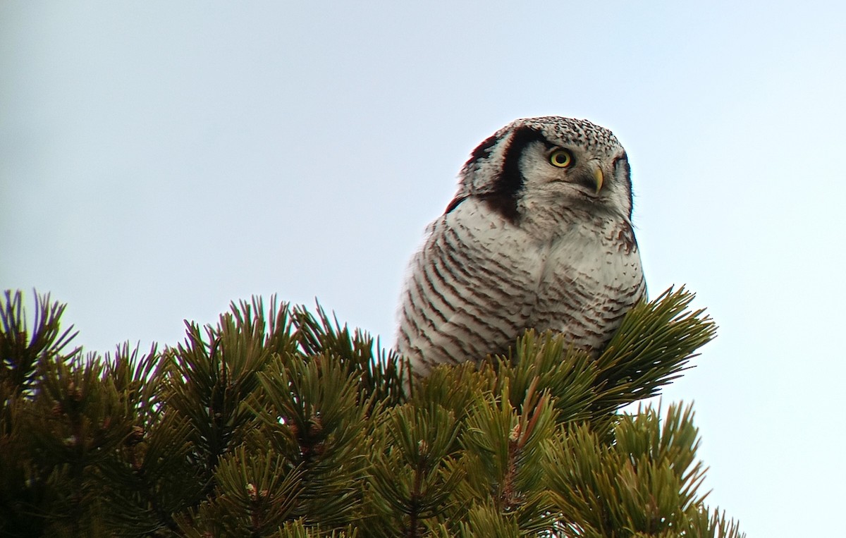 Northern Hawk Owl - ML619408289