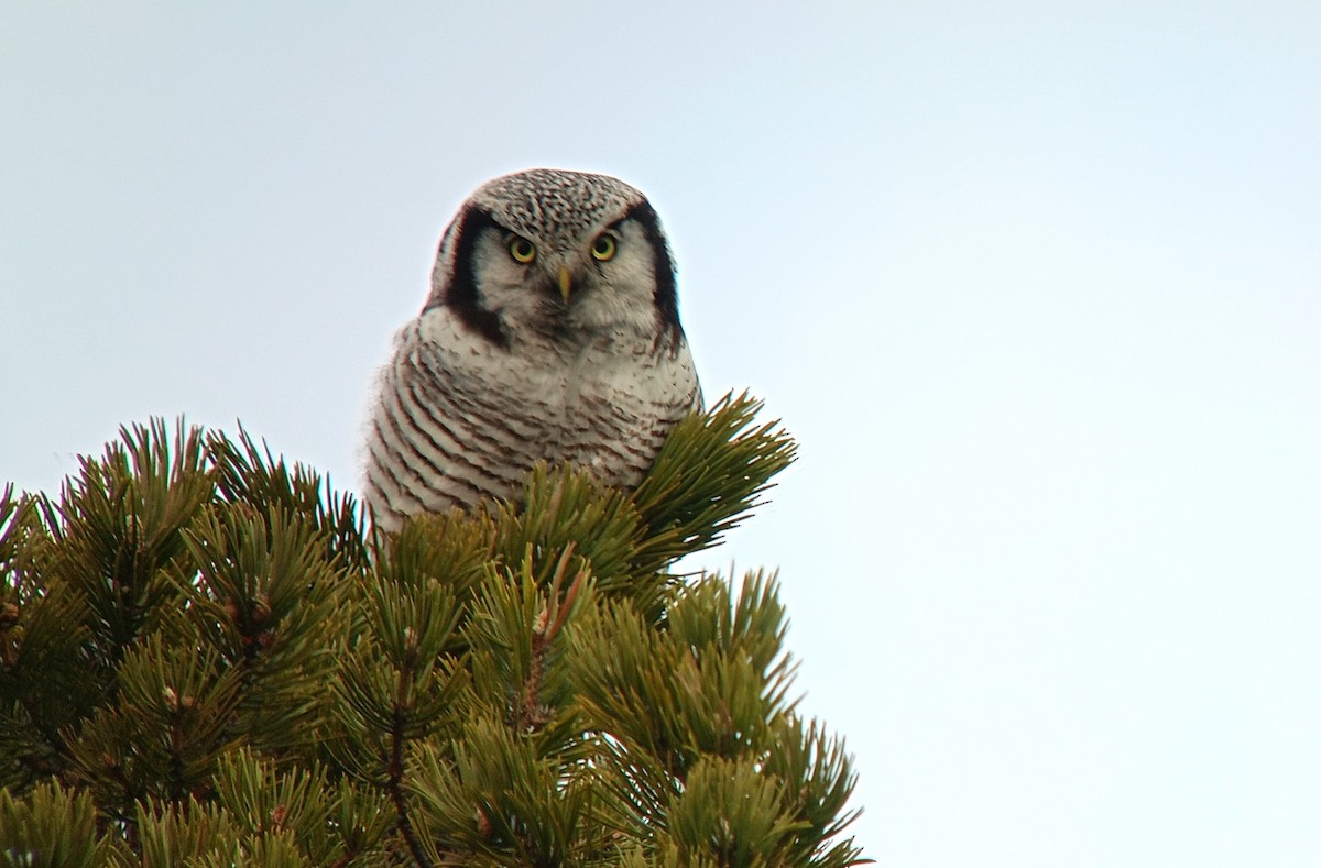 Northern Hawk Owl - ML619408290