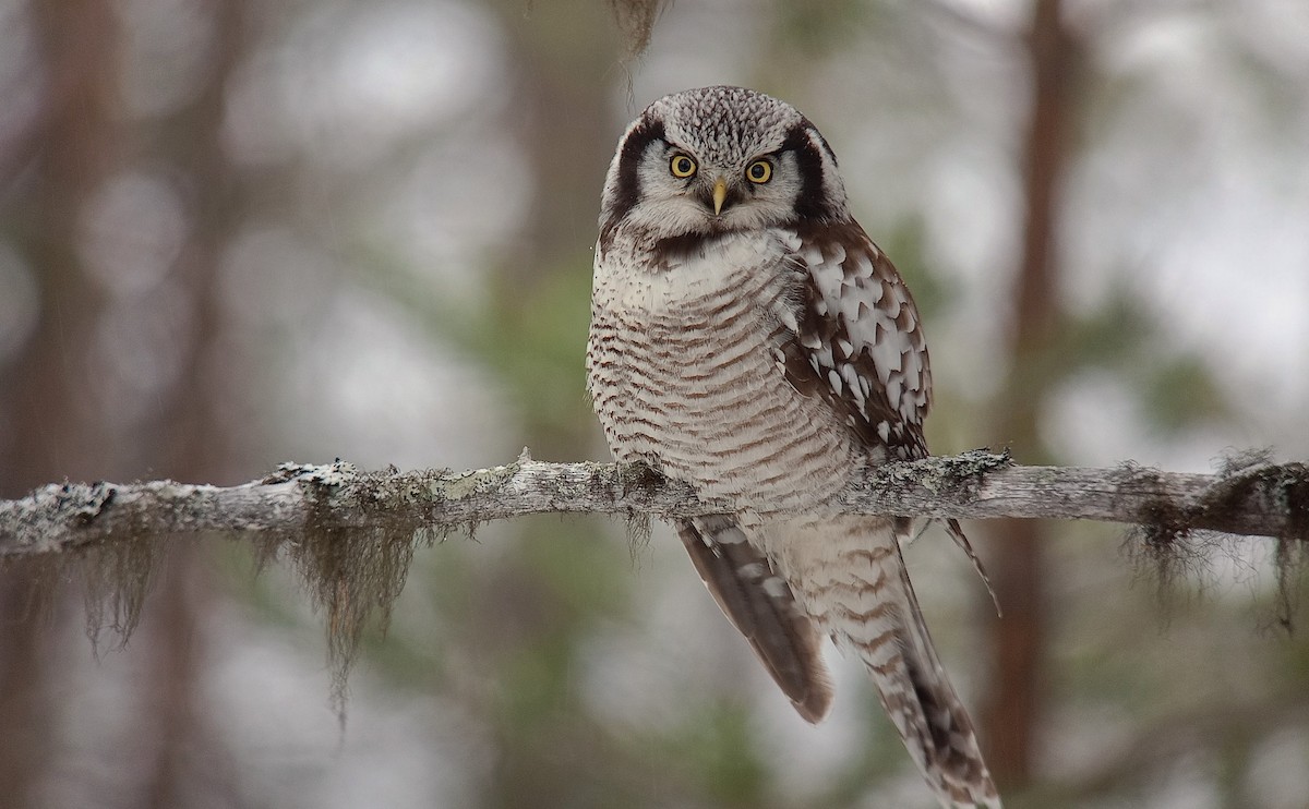 Northern Hawk Owl - ML619408291